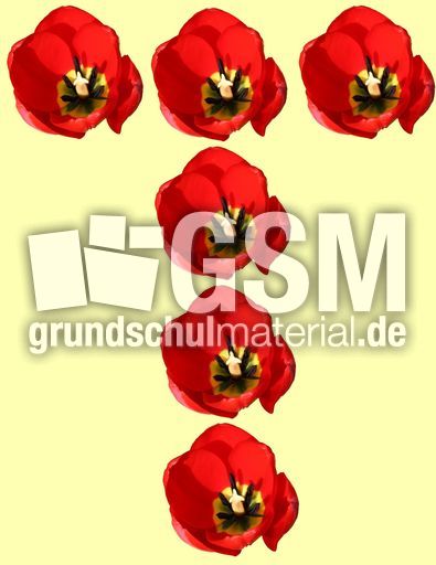 T-wie-Tulpe.jpg